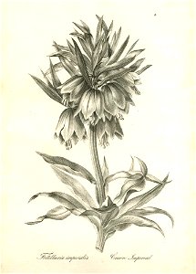 Fritillaria imperialis (BM 1899,0713.208.16)