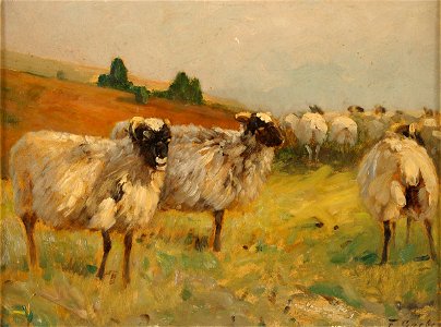 Fritz Grebe Heidschnucken