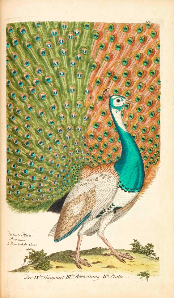 Frisch Der bunte Pfau