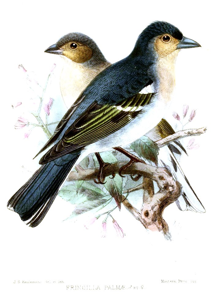 FringillaPalmaeKeulemans