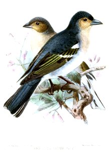 FringillaPalmaeKeulemans