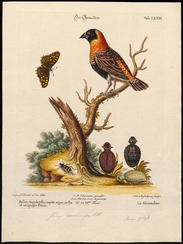 Fringilla carolinensis - 1700-1880 - Print - Iconographia Zoologica - Special Collections University of Amsterdam - UBA01 IZ15900079