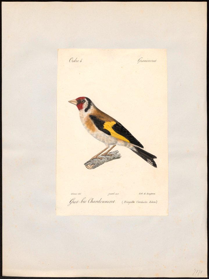 Fringilla carduelis - 1842-1848 - Print - Iconographia Zoologica - Special Collections University of Amsterdam - UBA01 IZ16000021