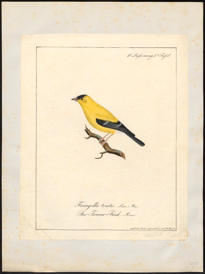 Fringilla tristis - 1700-1880 - Print - Iconographia Zoologica - Special Collections University of Amsterdam - UBA01 IZ16000035