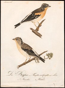 Fringilla montifringilla - 1800-1812 - Print - Iconographia Zoologica - Special Collections University of Amsterdam - UBA01 IZ16000015