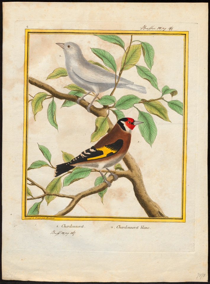 Fringilla carduelis - 1700-1880 - Print - Iconographia Zoologica - Special Collections University of Amsterdam - UBA01 IZ16000023