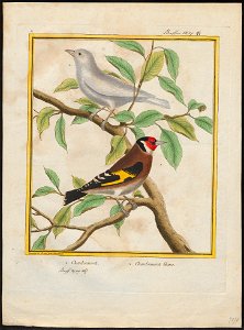 Fringilla carduelis - 1700-1880 - Print - Iconographia Zoologica - Special Collections University of Amsterdam - UBA01 IZ16000023