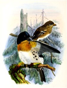 Fringilla montifringilla 1873