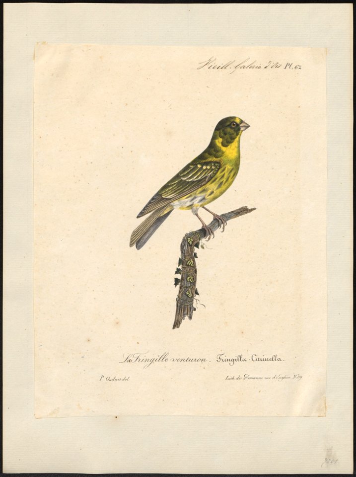 Fringilla citrinella - 1825-1834 - Print - Iconographia Zoologica - Special Collections University of Amsterdam - UBA01 IZ16000045