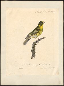 Fringilla citrinella - 1825-1834 - Print - Iconographia Zoologica - Special Collections University of Amsterdam - UBA01 IZ16000045
