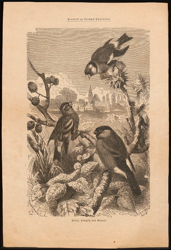 Fringilla carduelis - 1700-1880 - Print - Iconographia Zoologica - Special Collections University of Amsterdam - UBA01 IZ16000001
