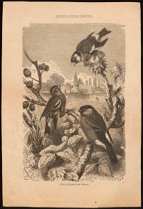 Fringilla carduelis - 1700-1880 - Print - Iconographia Zoologica - Special Collections University of Amsterdam - UBA01 IZ16000001