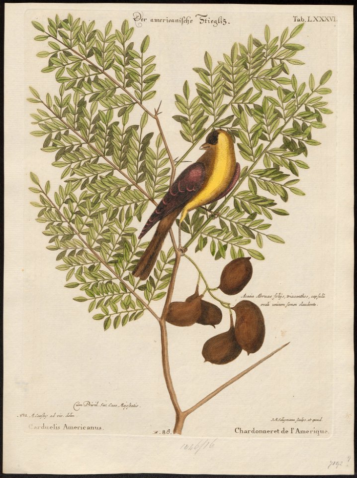 Fringilla tristis - 1700-1880 - Print - Iconographia Zoologica - Special Collections University of Amsterdam - UBA01 IZ16000031