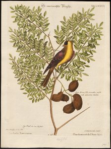 Fringilla tristis - 1700-1880 - Print - Iconographia Zoologica - Special Collections University of Amsterdam - UBA01 IZ16000031