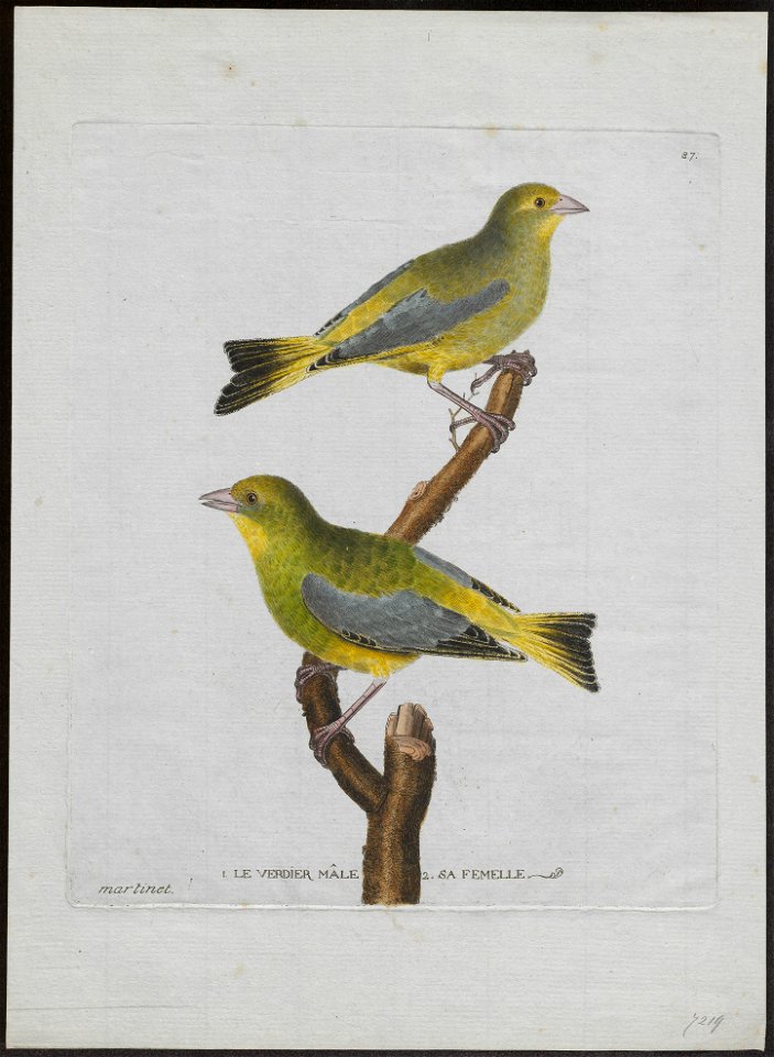 Fringilla chloris - 1790-1796 - Print - Iconographia Zoologica - Special Collections University of Amsterdam - UBA01 IZ16000073