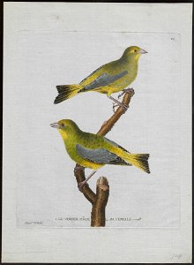 Fringilla chloris - 1790-1796 - Print - Iconographia Zoologica - Special Collections University of Amsterdam - UBA01 IZ16000073