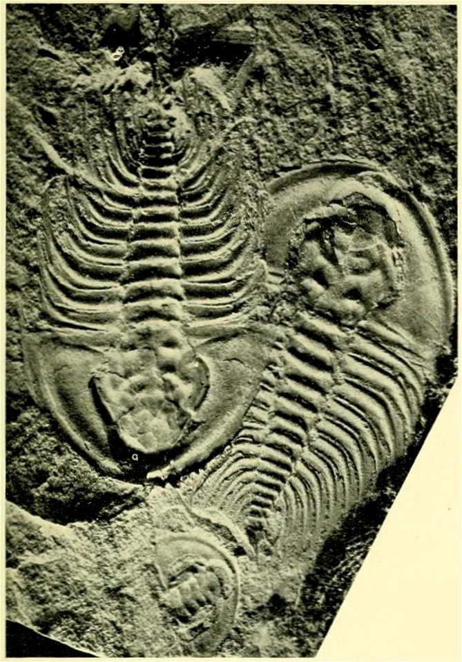 Fritzolenellus truemani USNM PAL 60084