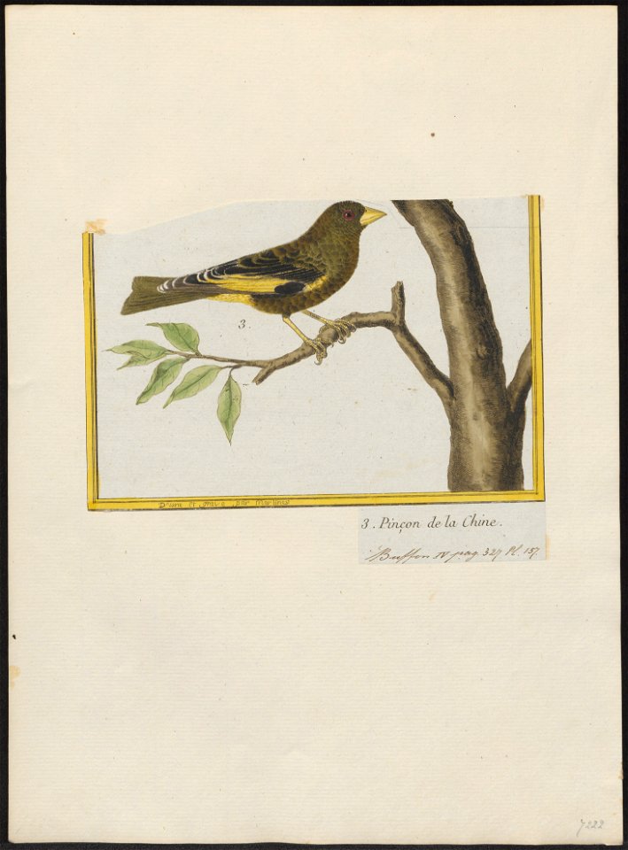Fringilla sinica - 1700-1880 - Print - Iconographia Zoologica - Special Collections University of Amsterdam - UBA01 IZ16000077