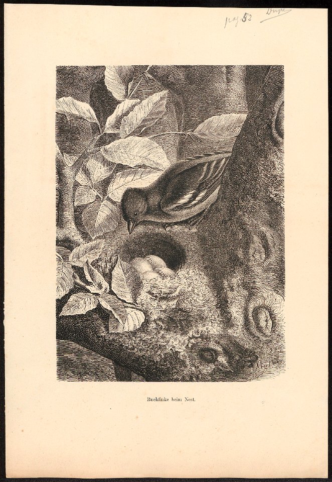 Fringilla coelebs - 1700-1880 - Print - Iconographia Zoologica - Special Collections University of Amsterdam - UBA01 IZ16000005