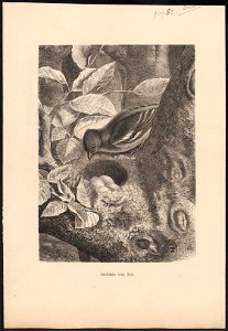 Fringilla coelebs - 1700-1880 - Print - Iconographia Zoologica - Special Collections University of Amsterdam - UBA01 IZ16000005