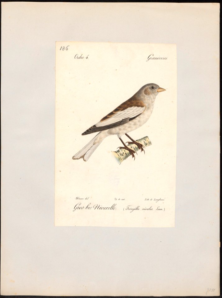 Fringilla nivalis - 1842-1848 - Print - Iconographia Zoologica - Special Collections University of Amsterdam - UBA01 IZ16000087