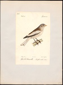 Fringilla nivalis - 1842-1848 - Print - Iconographia Zoologica - Special Collections University of Amsterdam - UBA01 IZ16000087