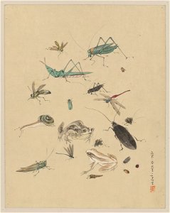 Frogs, snails, and insects, including grasshoppers, beetles, wasps, and dragonflies LCCN2009615295