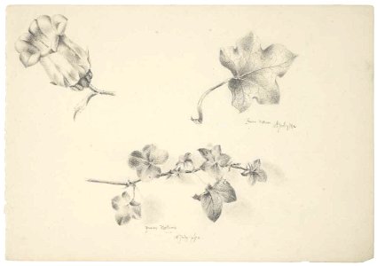 From nature, 11th July 1892; from nature, 18 July 1892 by Emily Cumming Harris