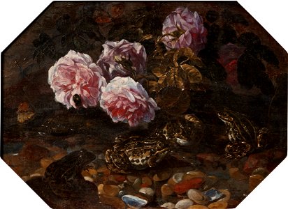 Frogs, Wild Roses, Shells and Butterflies (Paolo Porpora) - Nationalmuseum - 22321