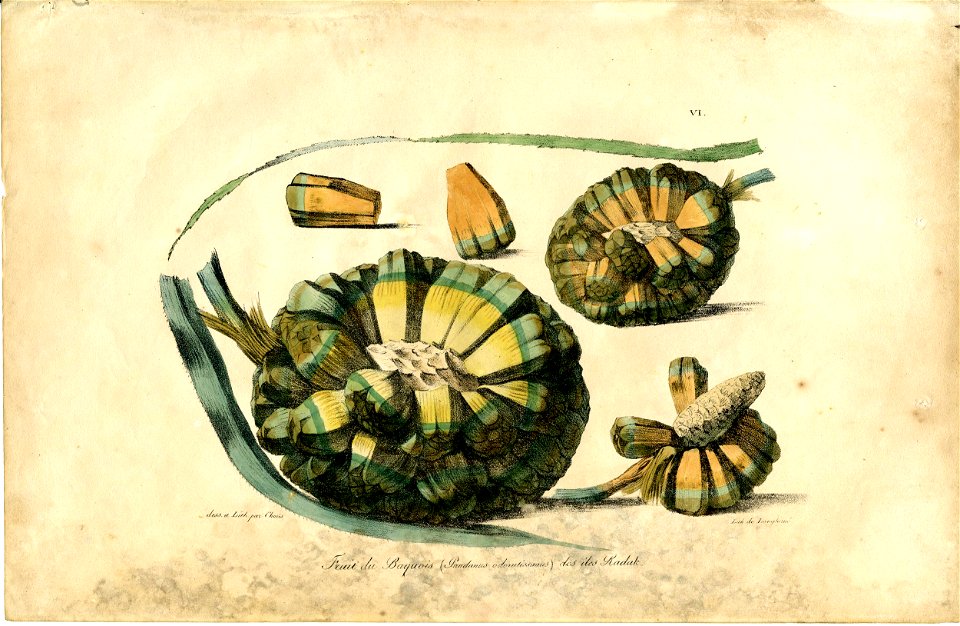Fruit du Baquois (Pandanus odoratissimus) des iles Radak. (Fruit of the Baquois (Pandanus odoratissimus) from the Radak Islands) (BM Oc2006,Prt.218)