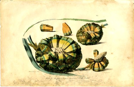 Fruit du Baquois (Pandanus odoratissimus) des iles Radak. (Fruit of the Baquois (Pandanus odoratissimus) from the Radak Islands) (BM Oc2006,Prt.218)