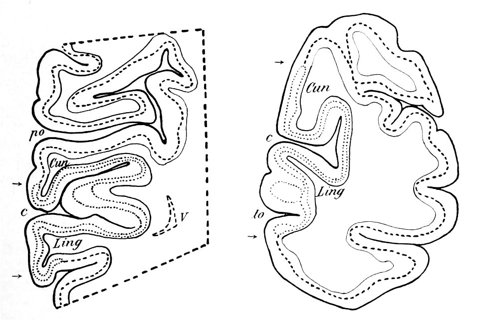 Frontal section of sulcus calcarinus (K. Brodmann, 1909, p. 141, Fig. 87-88)
