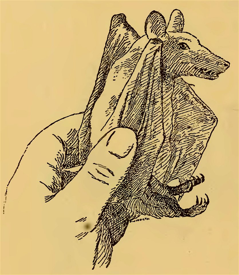Frédéric Christol - L'art dans l'Afrique australe, 1911 (page 148-1 crop)