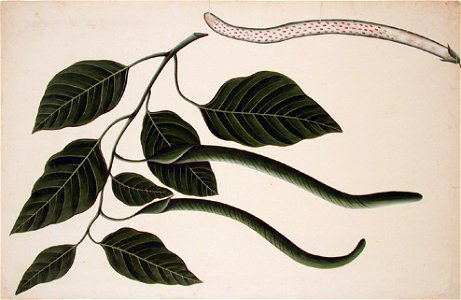 Fruit and leaves of one of the Bignoniaceae (6124598191)