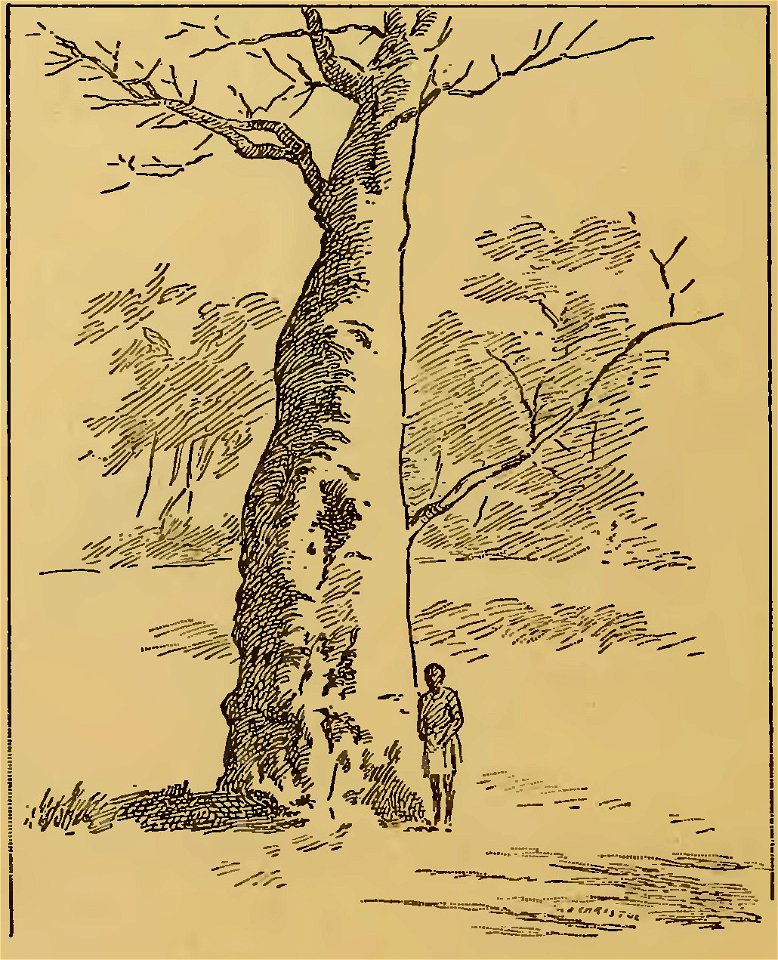 Frédéric Christol - L'art dans l'Afrique australe, 1911 (page 142 crop-2)