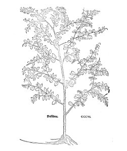 Fuchs 1543 Berberis