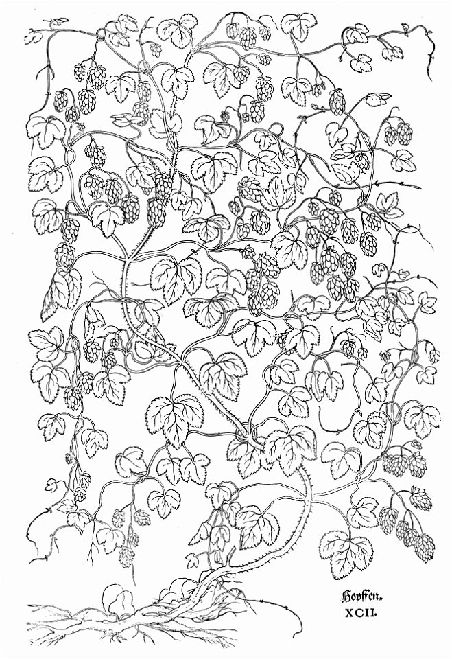 Fuchs Hopffen