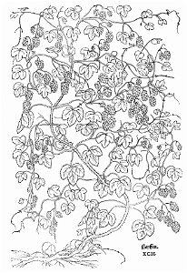 Fuchs Hopffen