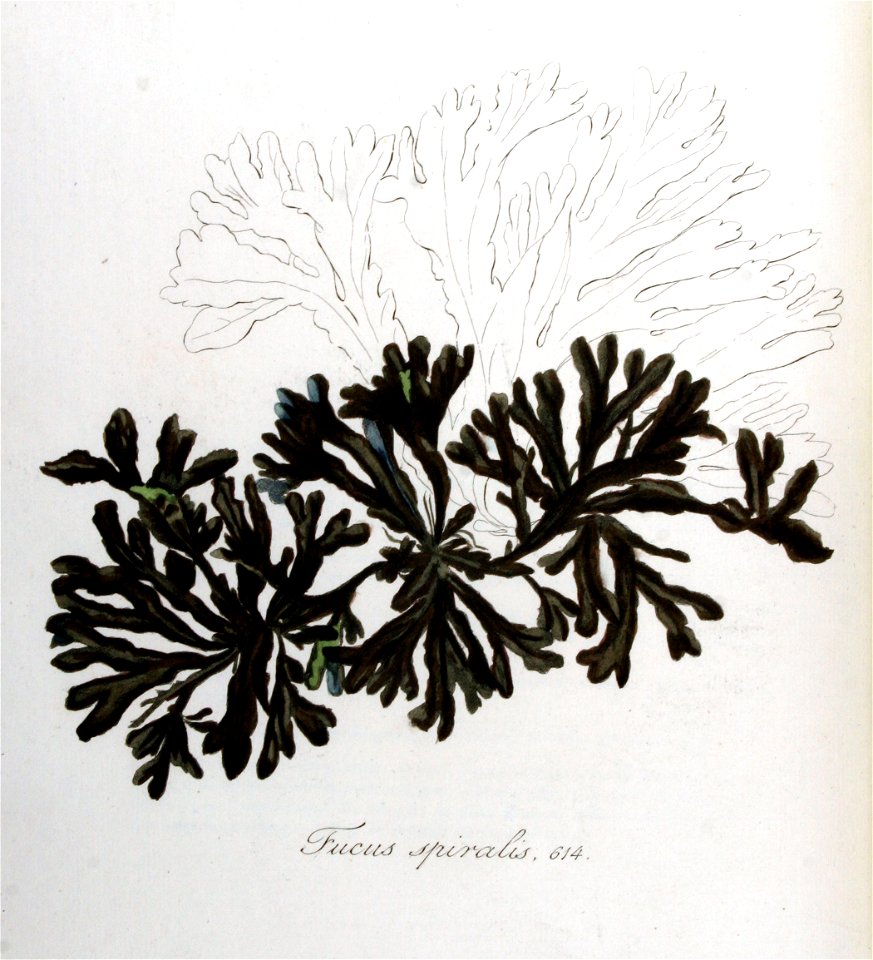 Fucus spiralis — Flora Batava — Volume v8