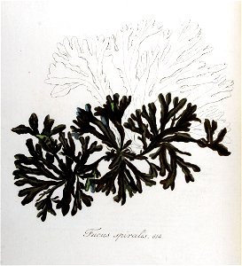 Fucus spiralis — Flora Batava — Volume v8