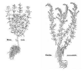 Fuchs Satureija und Hyssopus