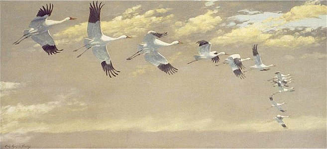 Thirteen Whooping Cranes in Flight by Louis Agassiz Fuertes