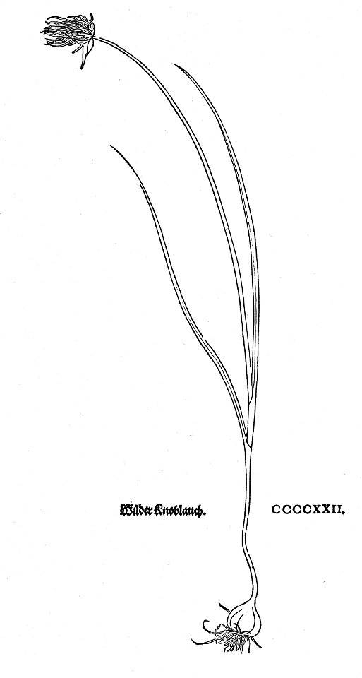 Fuchs Wilder Knoblauch