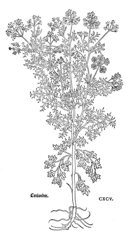 Fuchs Coriander