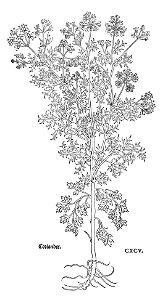 Fuchs Coriander