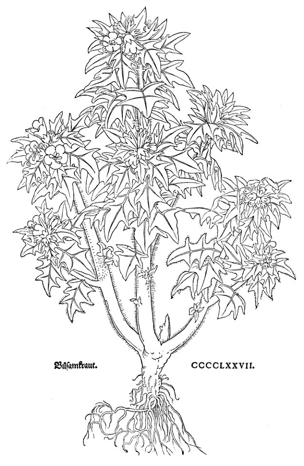 Fuchs Bilsenkraut