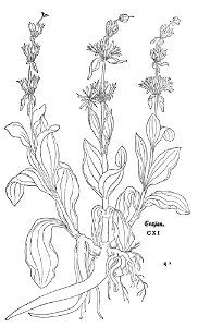Fuchs Entzian