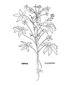 Fuchs Staphisagria