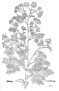 Fuchs Wüterich