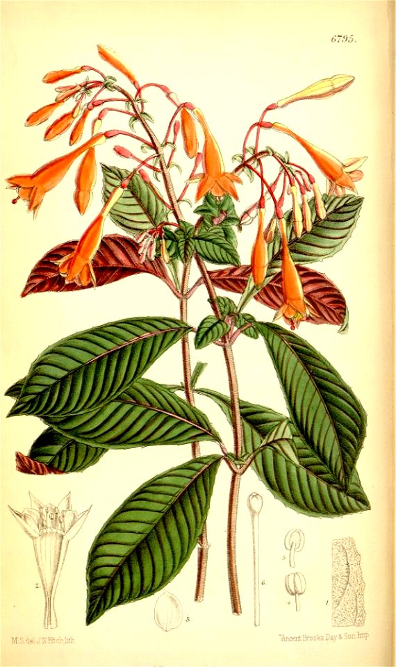Fuchsia triphylla